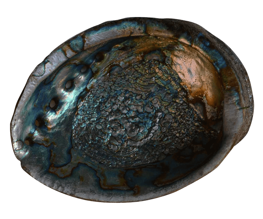Australian Mother of Pearl Co. Pty Ltd